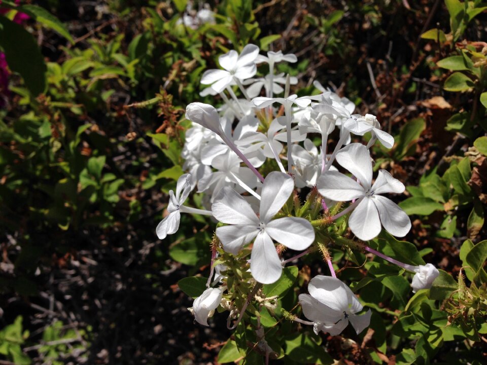 Nature spring white flowers