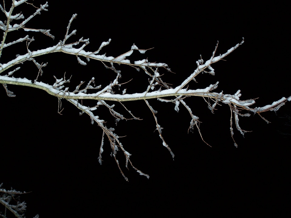 Winter nature branches
