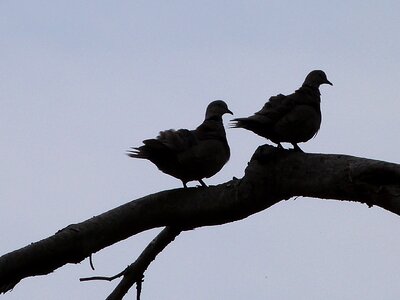 Bird dove animals photo