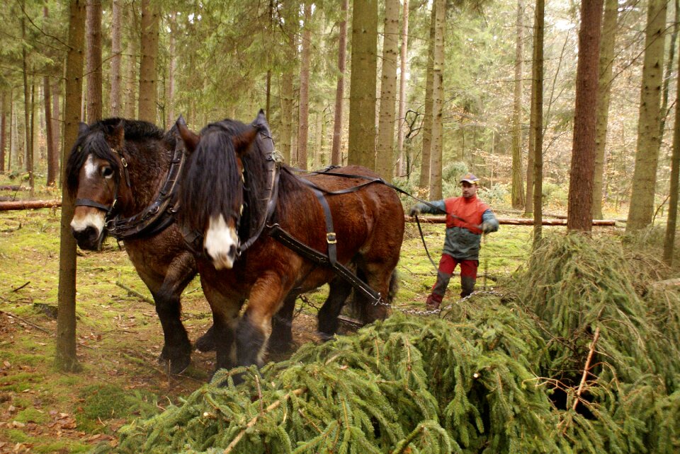 Horse kaltblut autumn forest