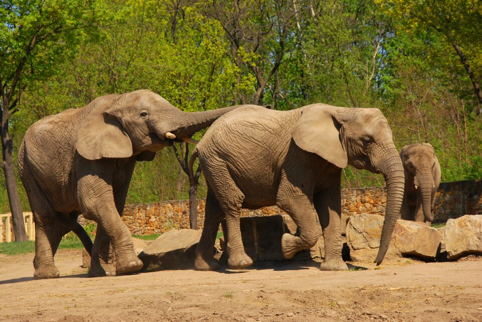 Elephant zoo animal