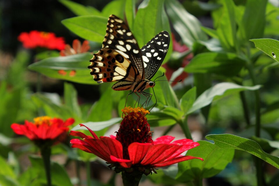Insect colorful wildlife