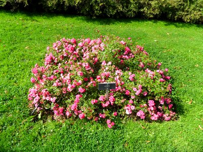 Nature summer rose