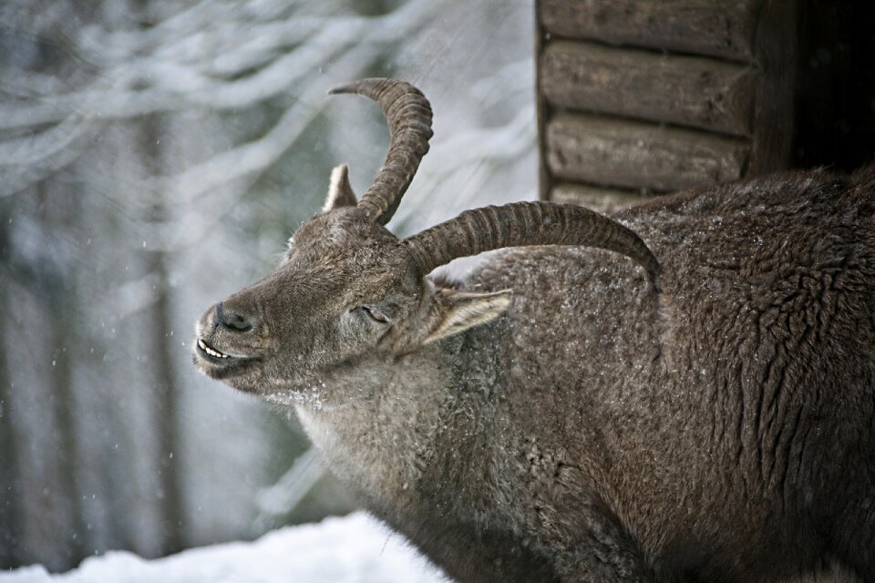 Fur wintertime horns