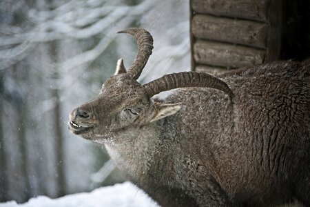 Fur wintertime horns photo