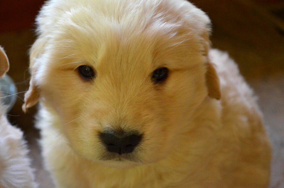 Golden retriever puppy