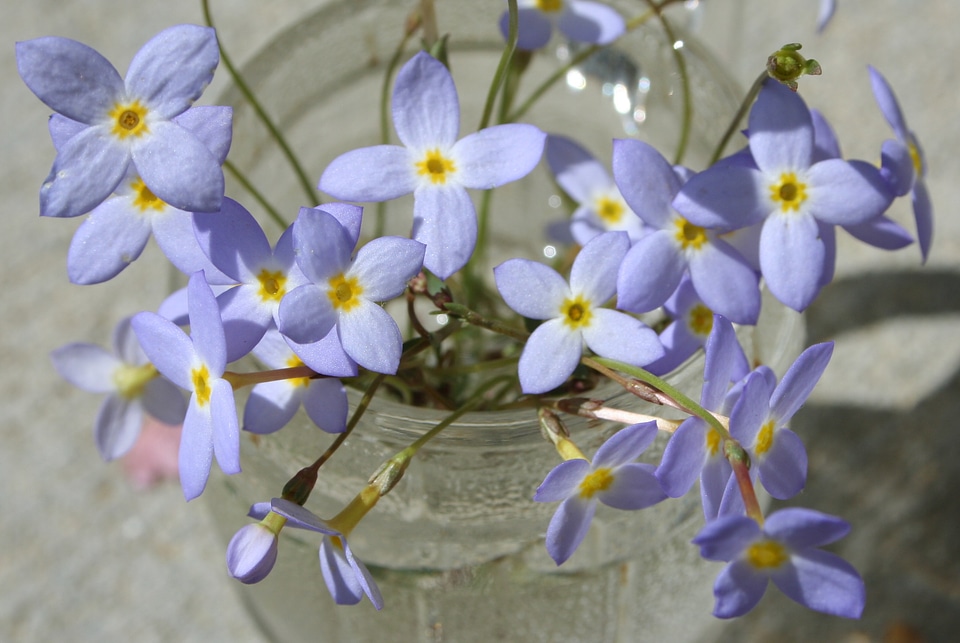Blossom bloom petals
