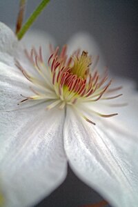 Nature white flower spring