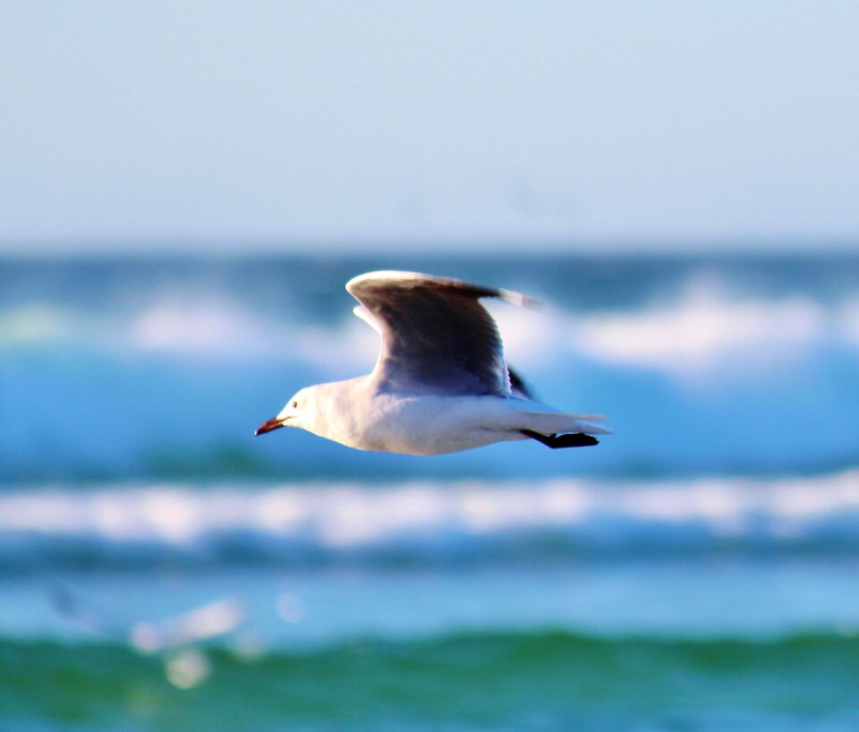Sea flying ocean