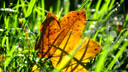 Forest dew nature photo