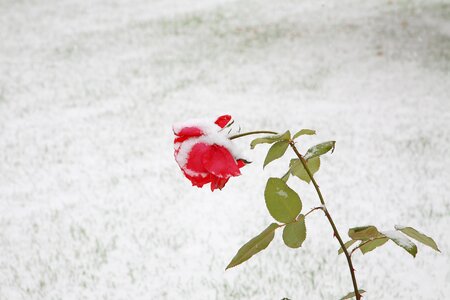 Blackrose snow flowers