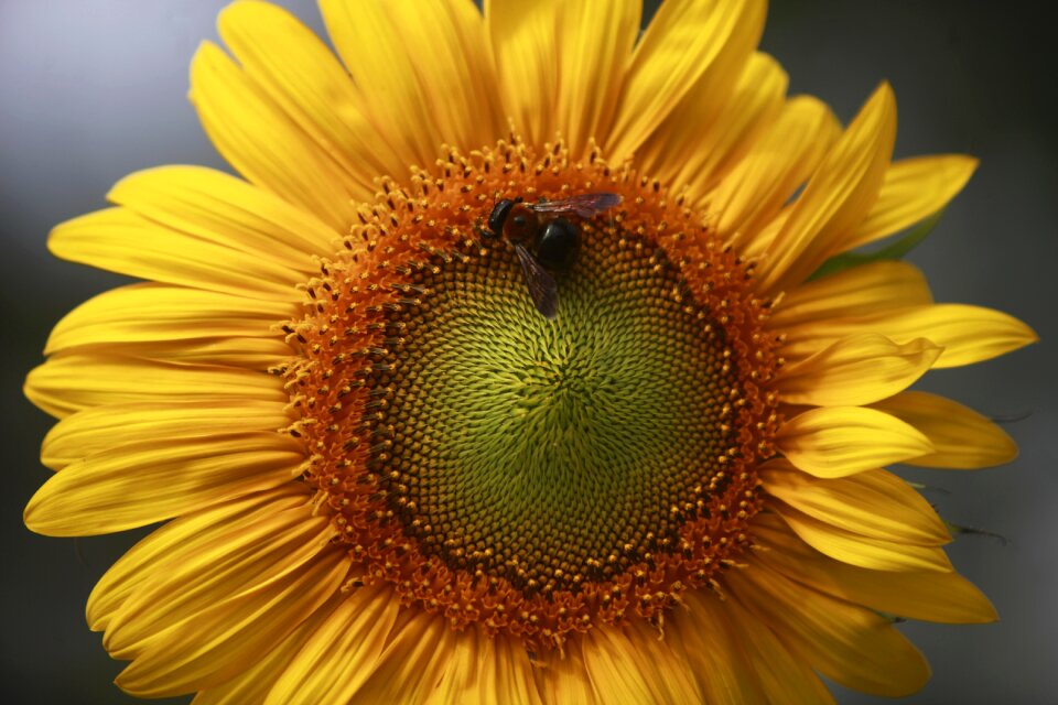 Nature summer yellow