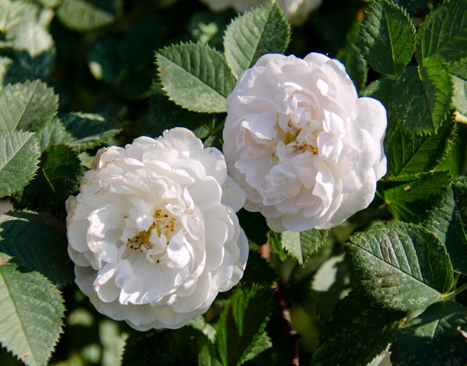 Shrub outdoors summer photo