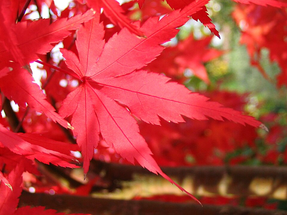 Autumn fall foliage nature