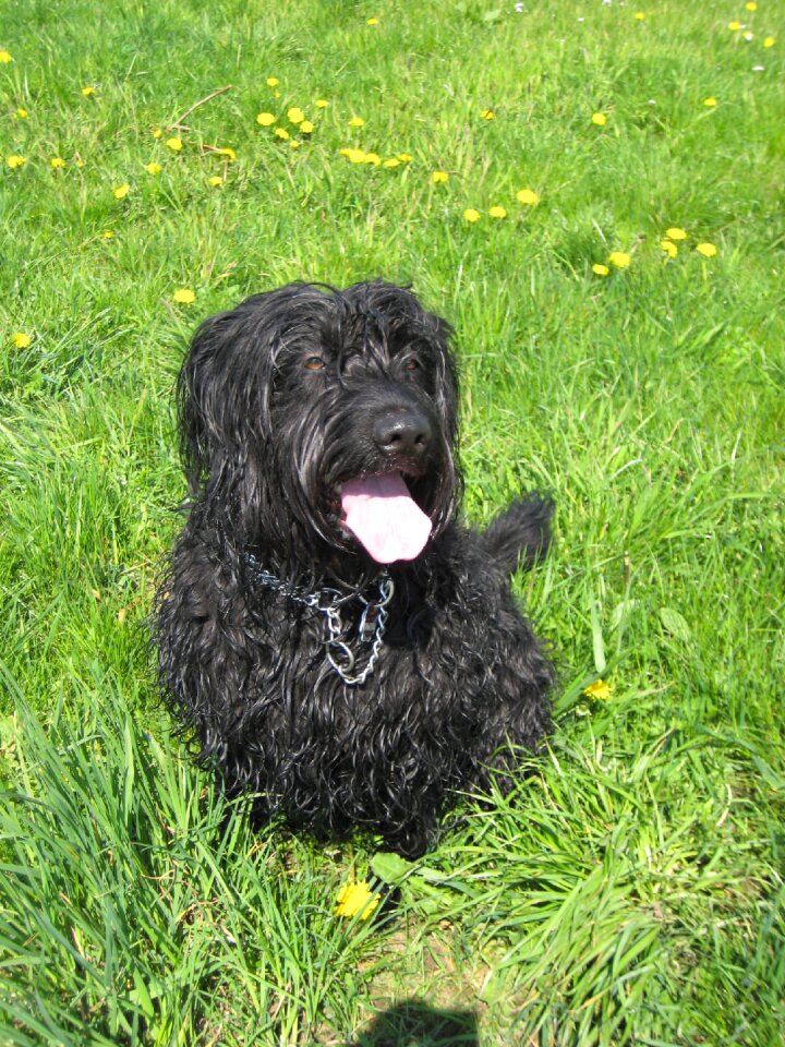 Pet wuschelig hybrid