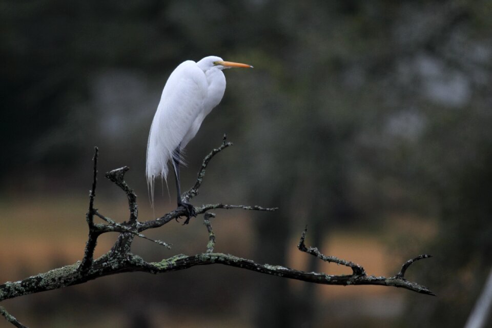 Wildlife white animal