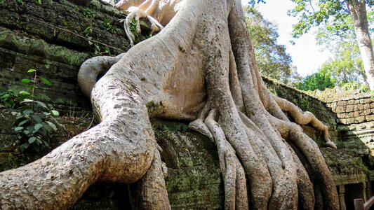 Ta prohm history asia