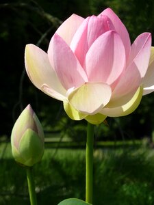 Pink lotus plant photo