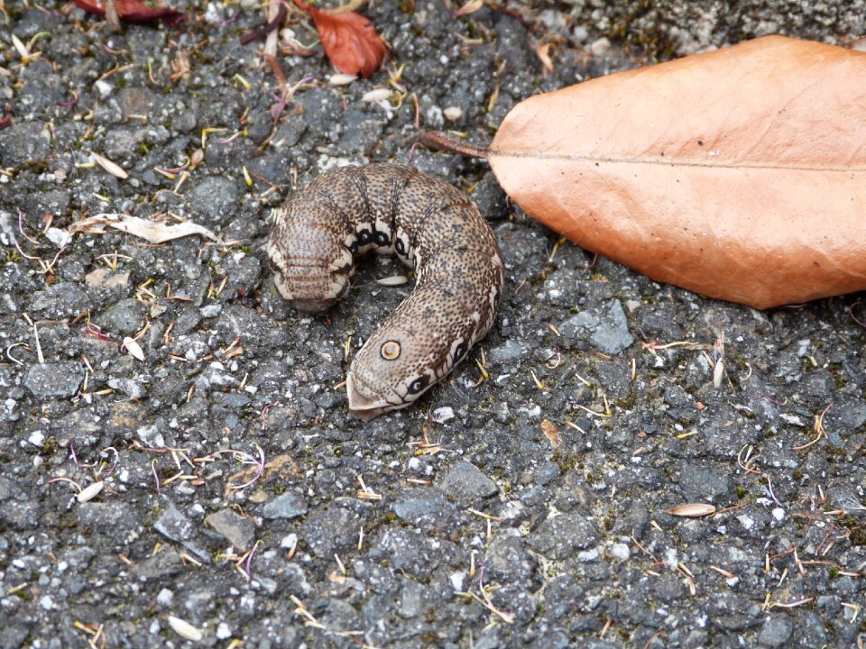 Caterpillar butterfly sphinx