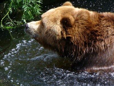 Head water bear