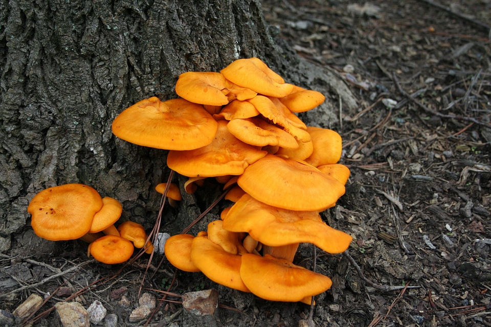 Yellow toadstool wild