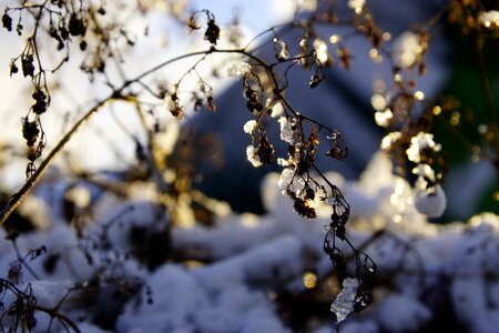 Winter sky dry plants frost photo