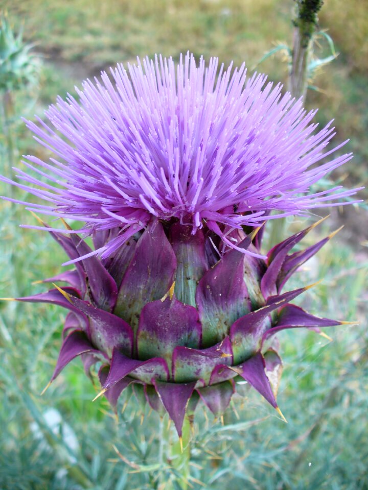 Purple flower blossom