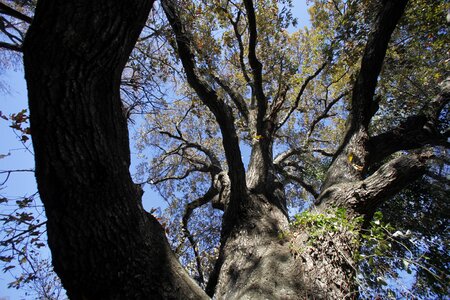 Forest oak photo