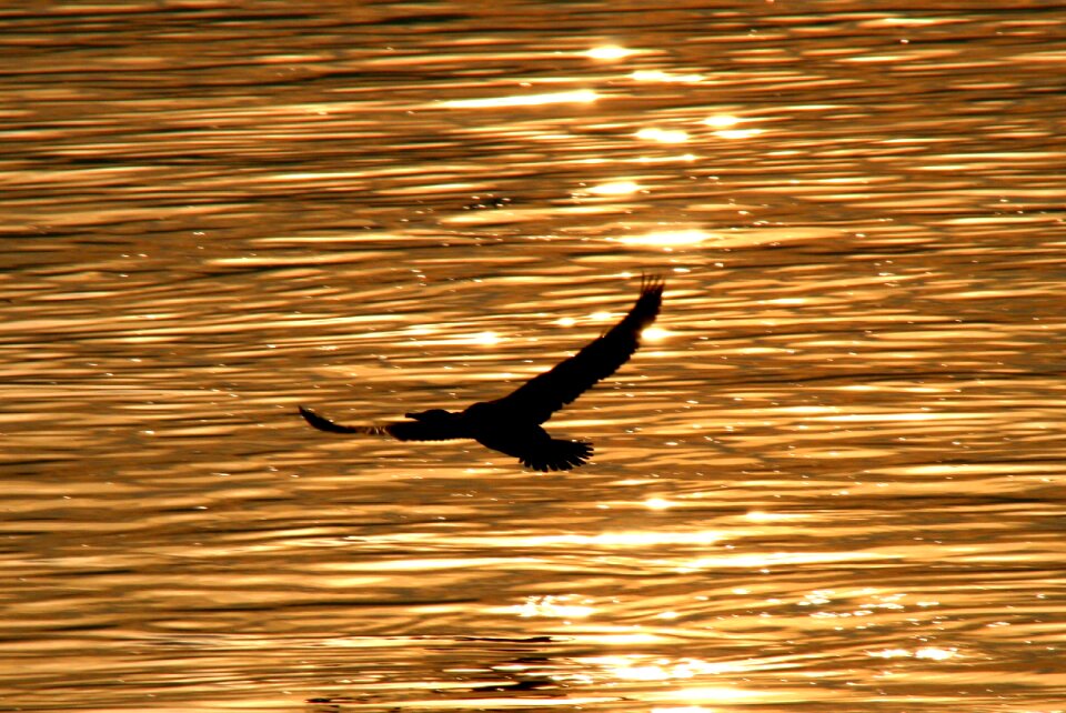 Egret flight reflection