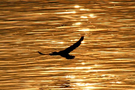 Egret flight reflection photo