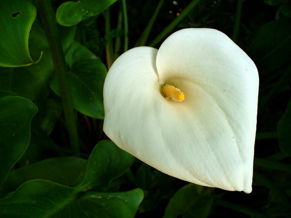 Blossom bloom white