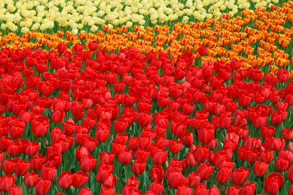 Bloom blossoms color