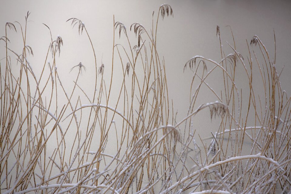 Winter frozen nature
