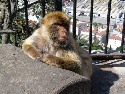 Monkey barbary ape animal