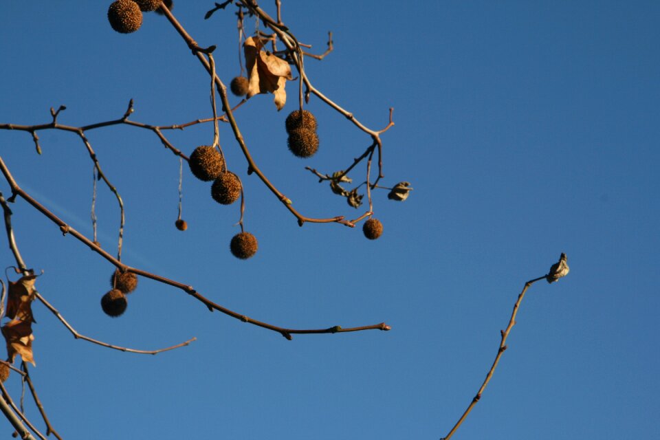 Fruit nature autumn