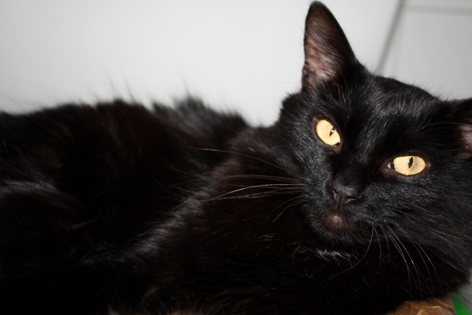 Cat black cat cat's eyes
