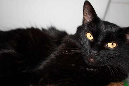 Cat black cat cat's eyes