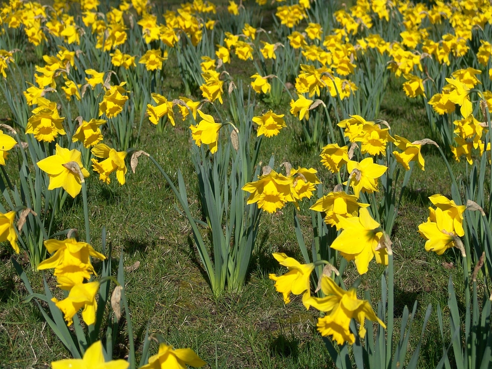 Easter yellow flowers photo