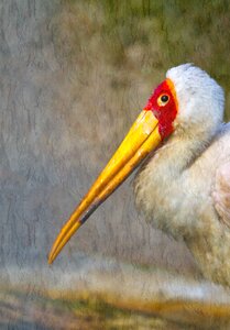 Animals storks ciconiidae