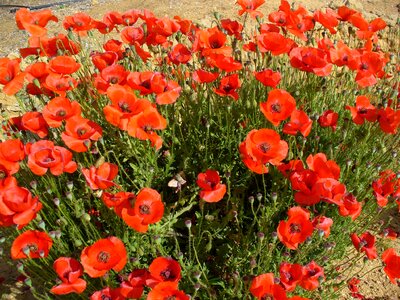 Red mohngewaechs klatschmohn