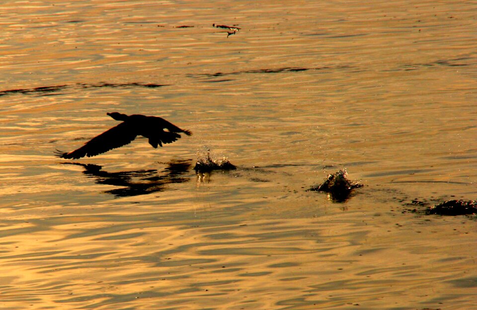 Flight sunset reflection