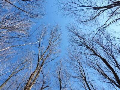 Nature sunny branch