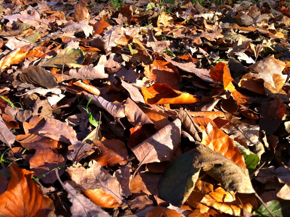 Autumn forest golden autumn colorful