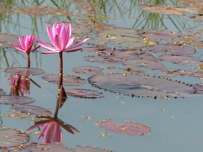 Water lily bloom