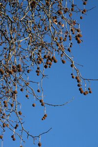 Balls nature air