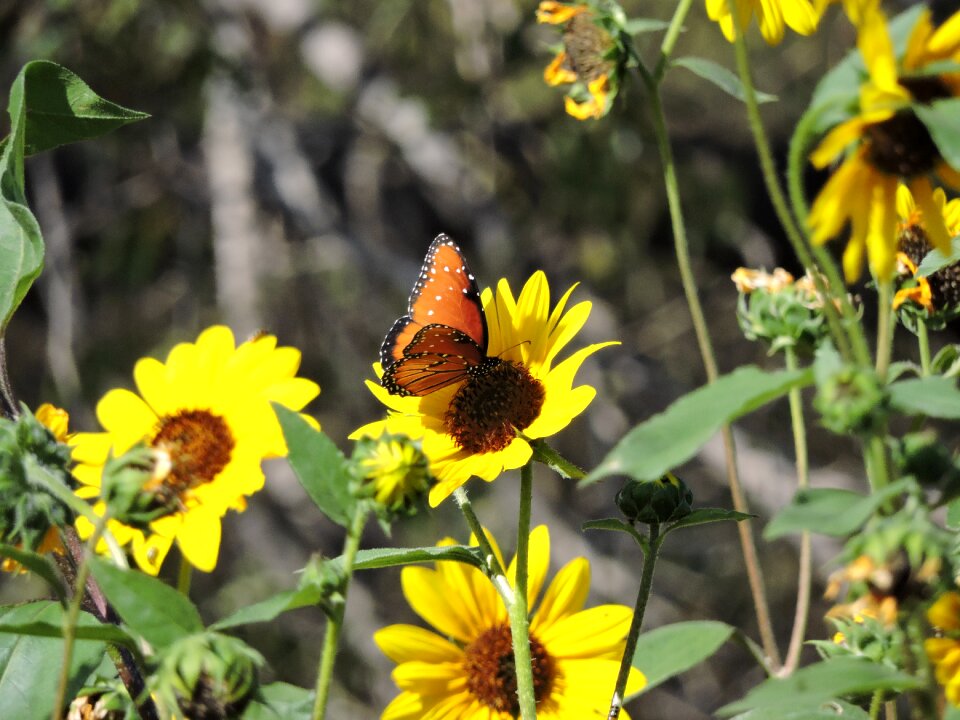 Insect nature wings photo