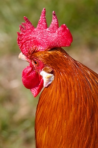 Chick chicken cockerel photo