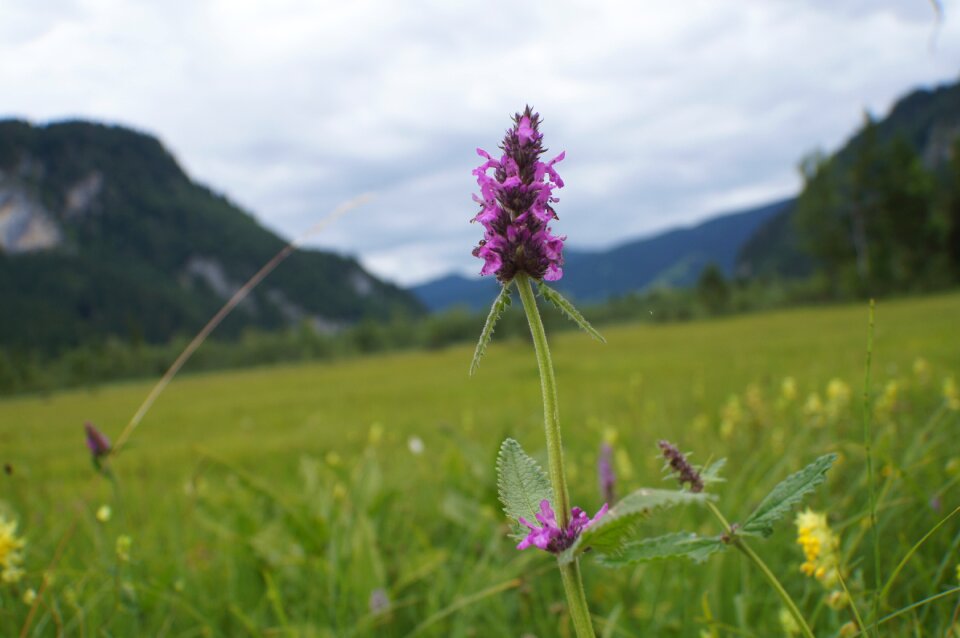 Bloom real betonie medicinal plant