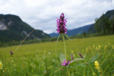 Bloom real betonie medicinal plant