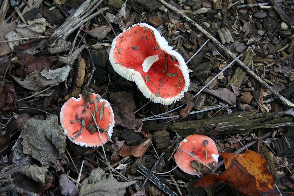 Toxic fungus forest